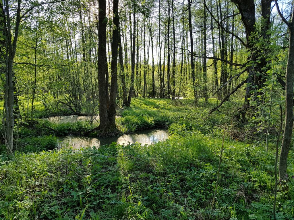 затопленный лес