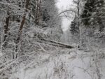 Внезапный снежный лес.
