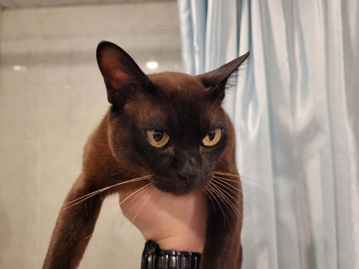 Кот Марс чуть не склеил ласты